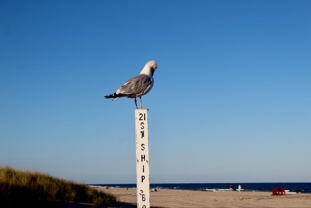 A seagull keeps watch from the 21st Street post